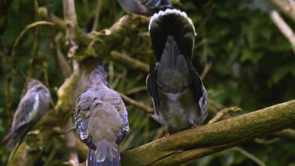 Close Van Een Victoria Gekroonde Duivenkop Tussen Struiken — Stockvideo