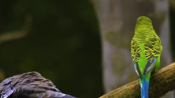 Gołąb Czubaty Papużka Papuga Gałęzi Papużka Denerwuje Gołębia — Wideo stockowe