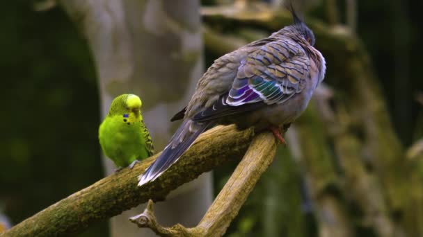 Kuifduif Parkiet Budgie Een Tak Budgie Irriteert Duif — Stockvideo