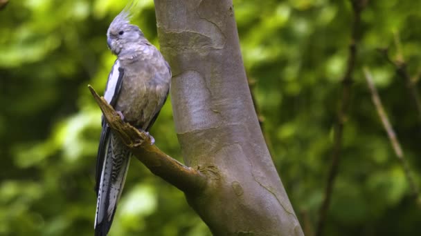 Cockatiel Sitting Branch Looking Stretching — Vídeo de stock