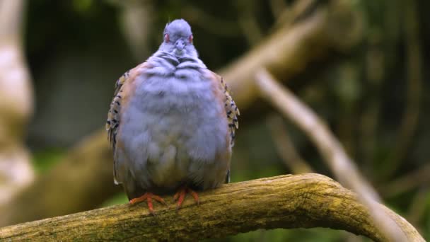 靠近维多利亚王冠鸽子的头在灌木丛中 — 图库视频影像