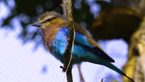 Een Afrikaan Lillac Breasted Roller Vogel Zittend Een Boomtak — Stockvideo