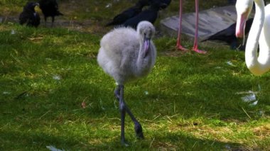 İlkbaharda çayırdaki bebek flamingoyu kapat.
