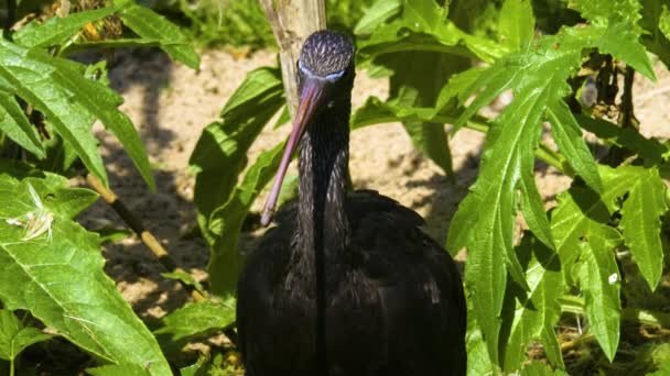 Närbild Glossy Ibis Står Äng Ser Sig Omkring — Stockvideo