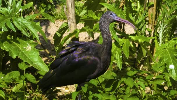 Detailní Záběr Lesklou Ibis Stojící Louce Rozhlížející — Stock video