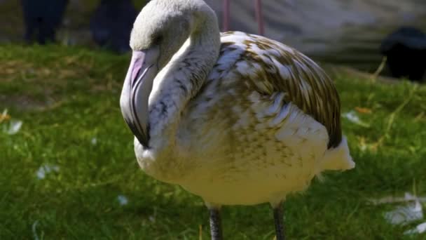 Sluiten Van Baby Flamingo Weide Het Voorjaar — Stockvideo