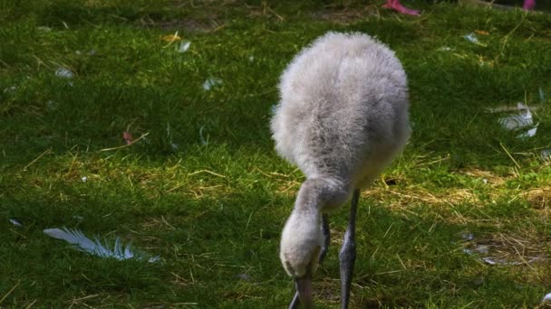 春には牧草地で赤ちゃんフラミンゴの閉鎖 — ストック動画