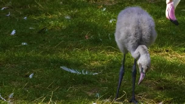 Gros Plan Bébé Flamant Rose Sur Prairie Printemps — Video