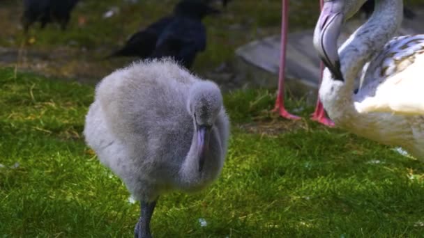 Sluiten Van Baby Flamingo Weide Het Voorjaar — Stockvideo