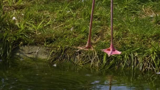 Gros Plan Tête Des Pieds Flamingo Eau Potable — Video
