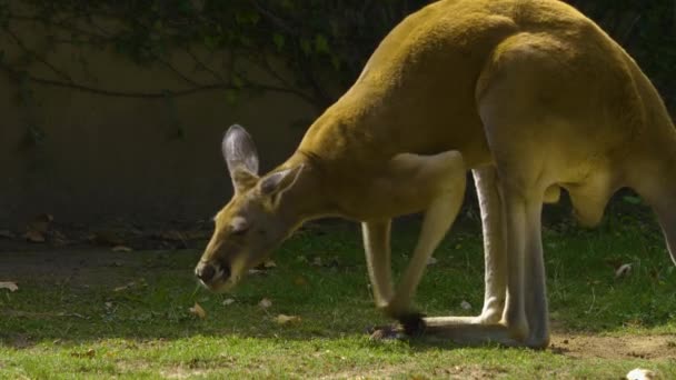 Kangeroo Bir Çayırda Dinleniyor — Stok video
