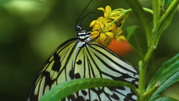 Árbol Ninfa Mariposa Una Flor Del Lado Coleccionando Néctar — Vídeo de stock