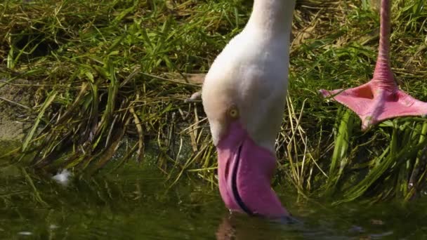 Close Flamingo Cabeça Pés Água Potável — Vídeo de Stock