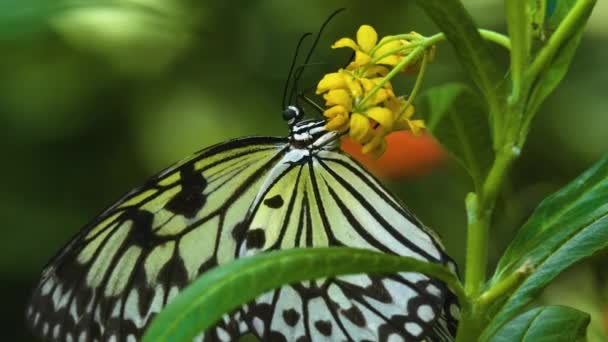 Árbol Ninfa Mariposa Una Flor Del Lado Coleccionando Néctar — Vídeos de Stock