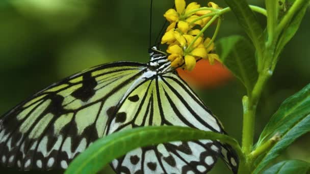 Árbol Ninfa Mariposa Una Flor Del Lado Coleccionando Néctar — Vídeos de Stock