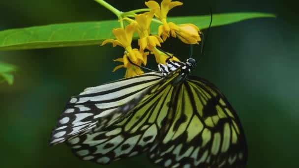 Árbol Ninfa Mariposa Una Flor Del Lado Coleccionando Néctar — Vídeos de Stock