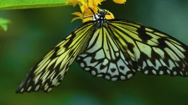 Árbol Ninfa Mariposa Una Flor Del Lado Coleccionando Néctar — Vídeos de Stock