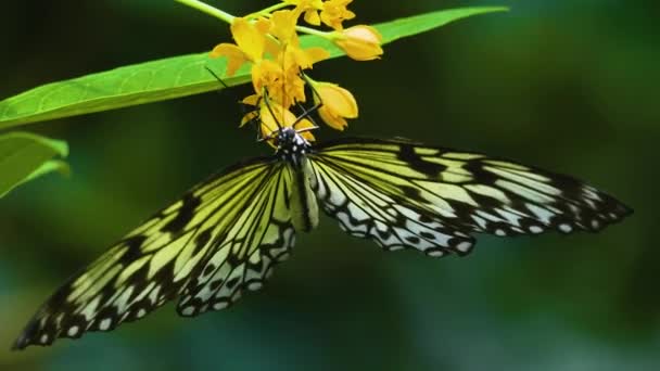 Strom Nymfa Motýl Květině Strany Sbírá Nektar — Stock video
