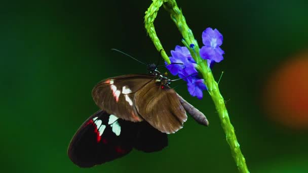 Cartero Negro Rojo Mariposa Una Flor Moviendo Sus Alas — Vídeo de stock