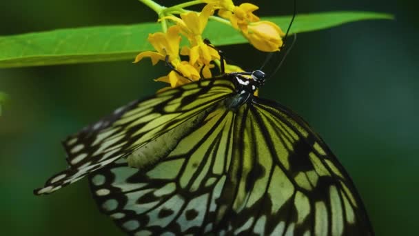 Nymphe Arbre Papillon Sur Une Fleur Côté Collecte Nectar — Video