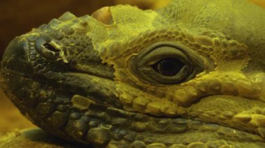 İguana kertenkelesinin kafasını ve gözünü kapat ve etrafına bak.