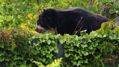 Çalıların arkasında gezinen gözlüklü ayı..