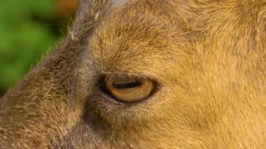 Markhor dişi keçi, bir kayaya yakın oturuyor, yandan bakıyor keçi biraz çiğniyor.