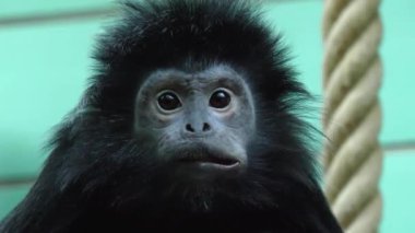 Javan Lutung maymunu yemek için yakın çekim