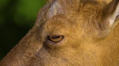 Markhor dişi keçi, bir kayaya yakın oturuyor, yandan bakıyor keçi biraz çiğniyor.