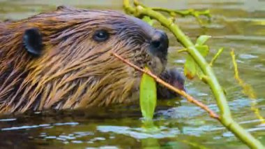 Kunduzların başlarını kapatıyorlar. Dalları çiğniyorlar..