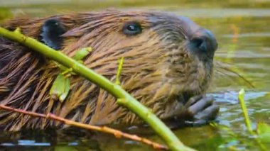 Kunduzların başlarını kapatıyorlar. Dalları çiğniyorlar..