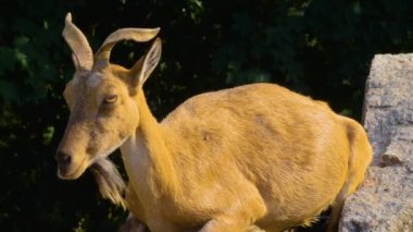 Markhor dişi keçi, bir kayaya yakın oturuyor, yandan bakıyor keçi biraz çiğniyor.