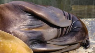  İki deniz aslanı güneşte bir kayanın üzerinde dinleniyor..