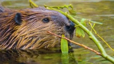 Kunduzların başlarını kapatıyorlar. Dalları çiğniyorlar..