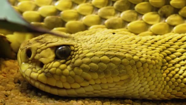 방울뱀의 가까이 — 비디오