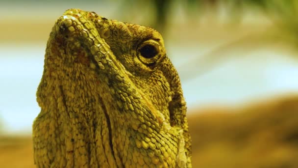 Primer Plano Del Dragón Barbudo Cabeza Lagarto Día Soleado Mirando — Vídeo de stock