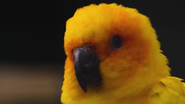 Slunce Svítí Jako Papoušek Zblízka Hlavě Otáčí Křičí — Stock video