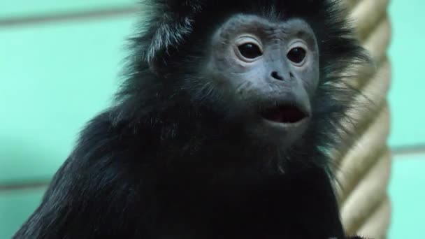 ジャワのルトゥン猿の食事の終わり — ストック動画