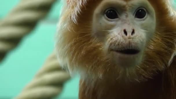 Primo Piano Javan Lutung Scimmia Mangiare — Video Stock