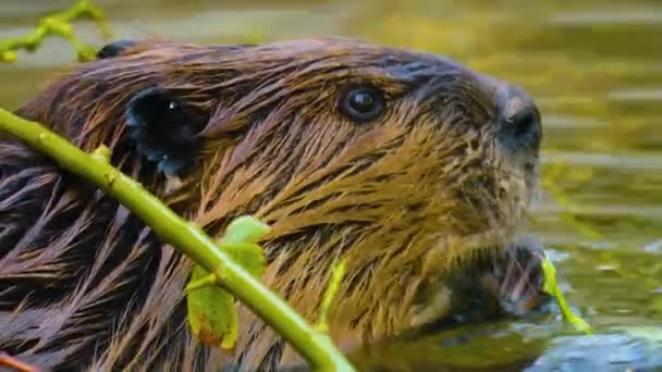 Großaufnahme Von Biberkopf Unter Wasser Der Einigen Ästen Kaut — Stockvideo