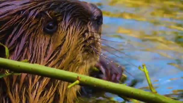 Primo Piano Della Testa Castoro Che Mastica Sott Acqua Alcuni — Video Stock