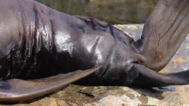 Dos Lobos Marinos Descansando Una Roca Sol — Vídeos de Stock