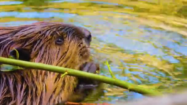 Gros Plan Tête Castor Sous Eau Mâchant Sur Certaines Branches — Video