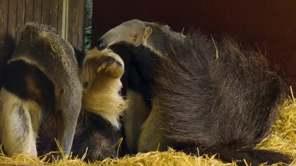 Close Two Anteaters Playing Each Other — Stock Video