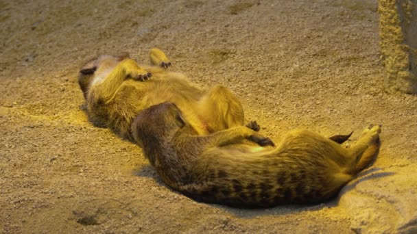 Close Van Twee Meerkat Ontspannen — Stockvideo