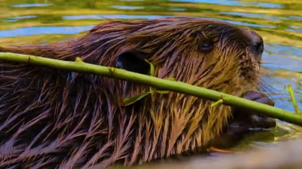 163 North american beaver Videos, Royalty-free Stock North american beaver Footage | Depositphotos 163 North american beaver Videos, Royalty-free Stock North american beaver Footage | Depositphotos