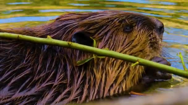 Großaufnahme Von Biberkopf Unter Wasser Der Einigen Ästen Kaut — Stockvideo