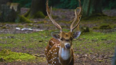 Güneşli bir günde, ormanda, Eksen geyiğinin yakınında.