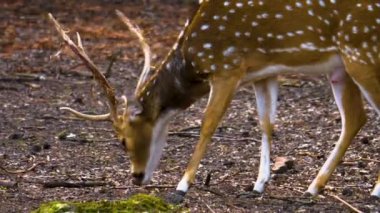 Güneşli bir günde, ormanda, Eksen geyiğinin yakınında.