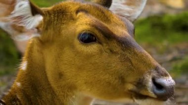 Güneşli bir günde, ormanda, Eksen geyiğinin yakınında.